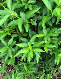 Attēlu rezultāti vaicājumam “Forsythia viridissima”