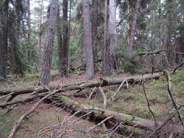 Attēlu rezultāti vaicājumam “Cribraria intricata”