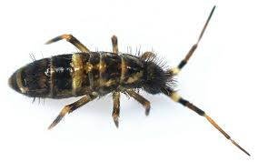 Attēlu rezultāti vaicājumam “Orchesella sp.”