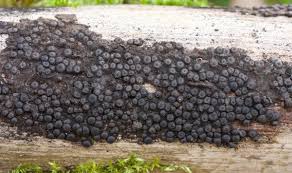 Attēlu rezultāti vaicājumam “Rosellinia desmazieri”