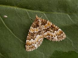 Attēlu rezultāti vaicājumam “Electrophaes corylata”