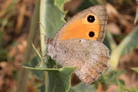 Attēlu rezultāti vaicājumam “Hyponephele lycaon male”