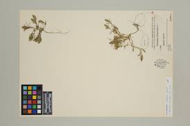 Attēlu rezultāti vaicājumam “Corispermum hyssopifolium fruit”