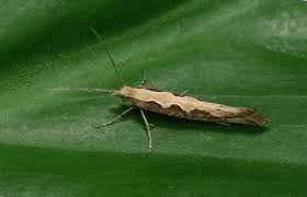 Attēlu rezultāti vaicājumam “Plutella xylostella”