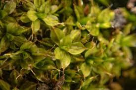 Attēlu rezultāti vaicājumam “Syntrichia papillosa”