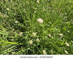 Attēlu rezultāti vaicājumam “Trifolium fragiferum”