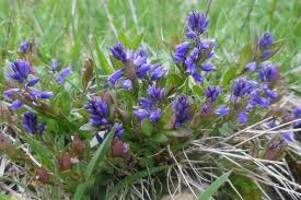 Attēlu rezultāti vaicājumam “Polygala amarella”