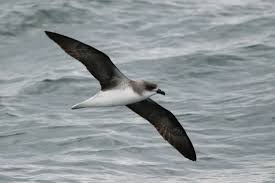 Image result for Pterodroma feae