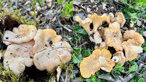 Attēlu rezultāti vaicājumam “Cantharellus lutescens”