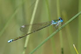 Attēlu rezultāti vaicājumam “Nehalennia speciosa”