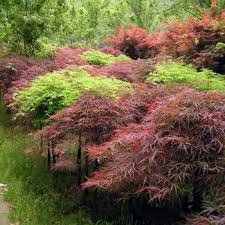 「綠羽毛」的圖片搜尋結果