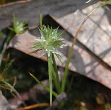Attēlu rezultāti vaicājumam “Juncus capitatus”