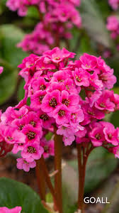 Image result for Bergenie