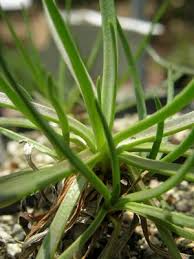 Attēlu rezultāti vaicājumam “Plantago uniflora”