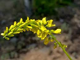 Attēlu rezultāti vaicājumam “Melilotus”