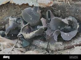 Attēlu rezultāti vaicājumam “Ionomidotis irregularis”