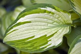 Attēlu rezultāti vaicājumam “Hosta sp. leaf”