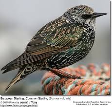 Attēlu rezultāti vaicājumam “Sturnus vulgaris male”