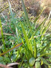 Attēlu rezultāti vaicājumam “Acoraceae”