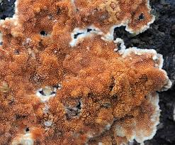 Attēlu rezultāti vaicājumam “Steccherinum ochraceum”