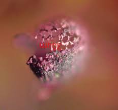 Attēlu rezultāti vaicājumam “Cribraria violacea stalked”