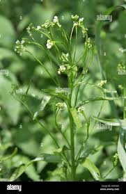 Attēlu rezultāti vaicājumam “Cruciferae”