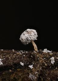 Attēlu rezultāti vaicājumam “Didymium squamulosum spores”