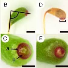 Attēlu rezultāti vaicājumam “Funaria hygrometrica sporophyte”