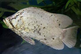 Image result for Lobotes surinamensis