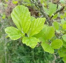 Attēlu rezultāti vaicājumam “Hamamelis virginiana leaf”
