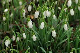 Attēlu rezultāti vaicājumam “Galanthus nivalis leaf”