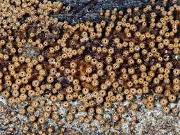 Attēlu rezultāti vaicājumam “Merismodes anomala”