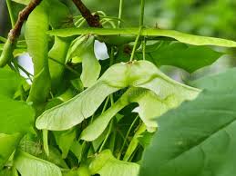 Attēlu rezultāti vaicājumam “Acer platanoides fruit”