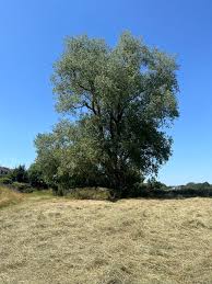 Attēlu rezultāti vaicājumam “Populus x jackii”