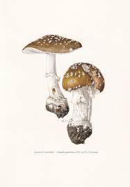 Attēlu rezultāti vaicājumam “Amanita pantherina”