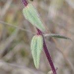 Attēlu rezultāti vaicājumam “Odontites vulgaris”