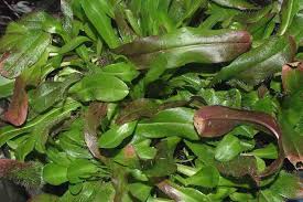 Attēlu rezultāti vaicājumam “Hieracium murorum bud”