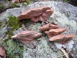 Attēlu rezultāti vaicājumam “Hapalopilus nidulans”