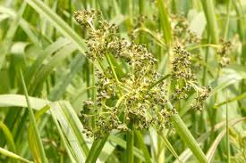 Attēlu rezultāti vaicājumam “Scirpus sylvaticus flower”