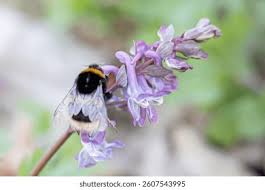 Attēlu rezultāti vaicājumam “Corydalis intermedia flower”