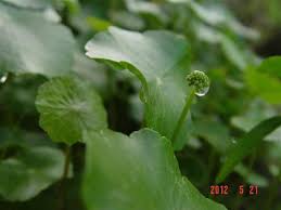 「銅錢草」的圖片搜尋結果