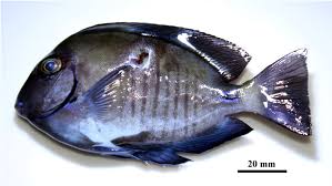 Image result for Acanthurus chirurgus