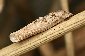 Attēlu rezultāti vaicājumam “Coleophora alticolella”