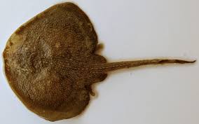 Image result for Raja radula