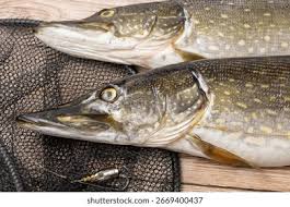 Attēlu rezultāti vaicājumam “Esox lucius”