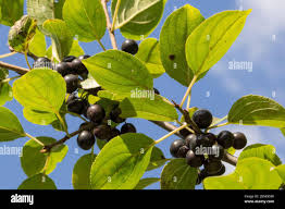 Attēlu rezultāti vaicājumam “Rhamnus cathartica fruit”