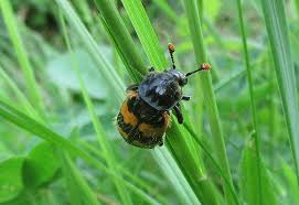 Attēlu rezultāti vaicājumam “Nicrophorus vespillo”
