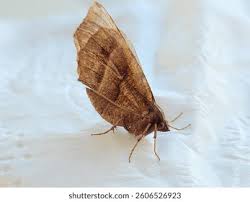 Attēlu rezultāti vaicājumam “Selenia dentaria imago”