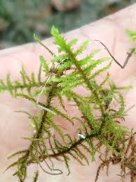 Attēlu rezultāti vaicājumam “Abietinella abietina”