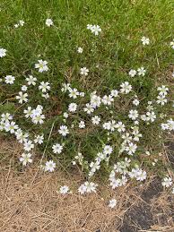 Attēlu rezultāti vaicājumam “Cerastium arvense flower”